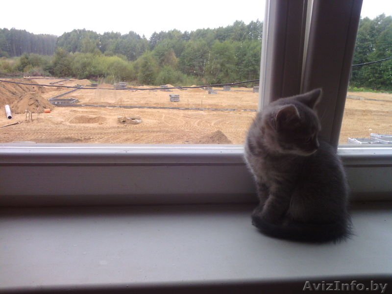 Отдам даром шотландские прямоухие (,страйт) - Изображение #3, Объявление #948251