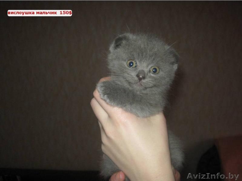 Вислоухие котята, скоттиш страйт  - Изображение #1, Объявление #1014415