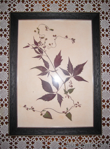 Картины. Флористика. - Изображение #1, Объявление #1034397