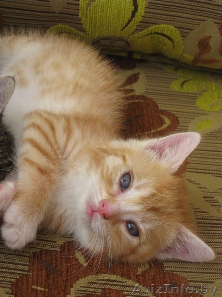 Милейшие мурчалки в добрые руки! - Изображение #3, Объявление #1124328