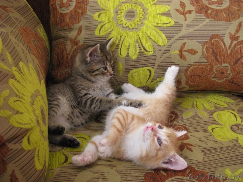 Милейшие мурчалки в добрые руки! - Изображение #4, Объявление #1124328