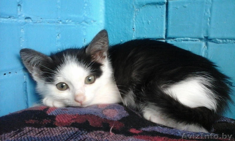 Игривые котята в дар, 1,5 мес. - Изображение #1, Объявление #1290335