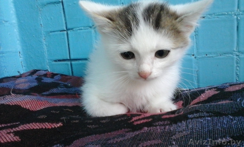 Игривые котята в дар, 1,5 мес. - Изображение #2, Объявление #1290335