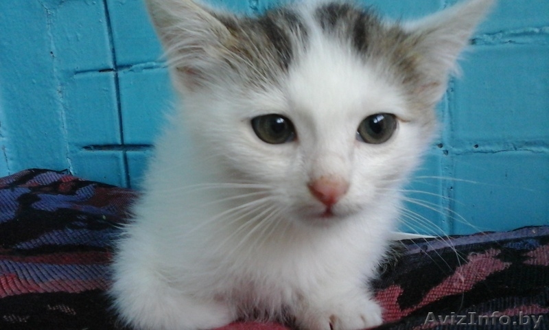 Игривые котята в дар, 1,5 мес. - Изображение #3, Объявление #1290335