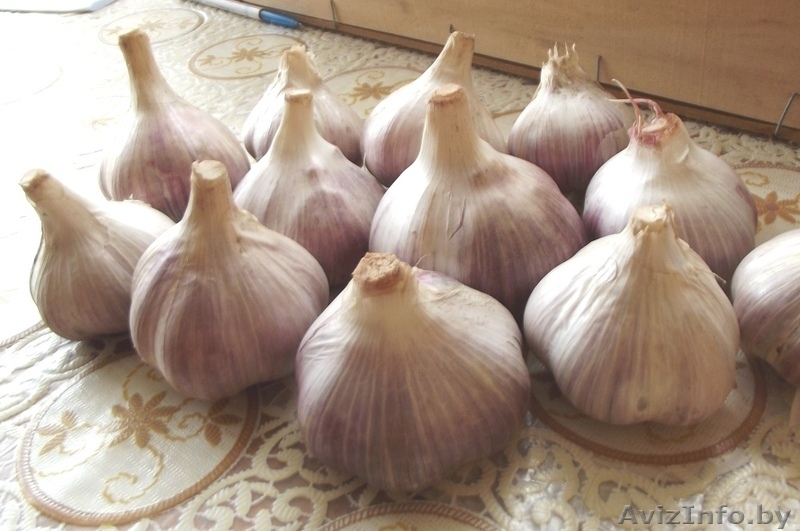 Продам чеснок, крупный. Недорого. оптом и в розницу - Изображение #1, Объявление #1294293