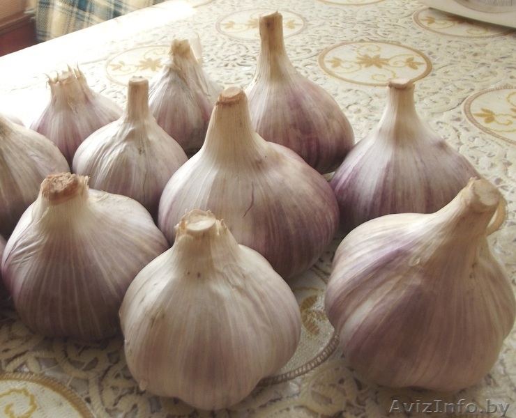 Продам чеснок, крупный. Недорого. оптом и в розницу - Изображение #2, Объявление #1294293