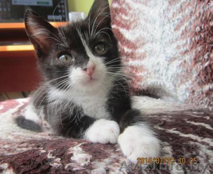 Котята в хорошие и заботливые руки! - Изображение #1, Объявление #1297553