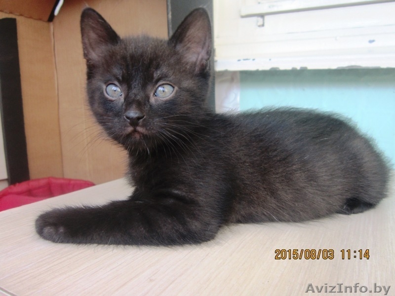 Котята в хорошие и заботливые руки! - Изображение #2, Объявление #1297553