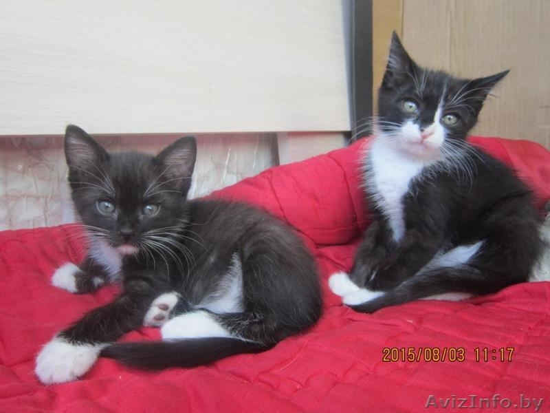 Котята в хорошие и заботливые руки! - Изображение #4, Объявление #1297553