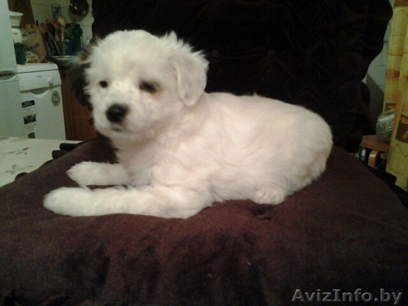 красивые щенки китайской хохлатой - Изображение #3, Объявление #1344136