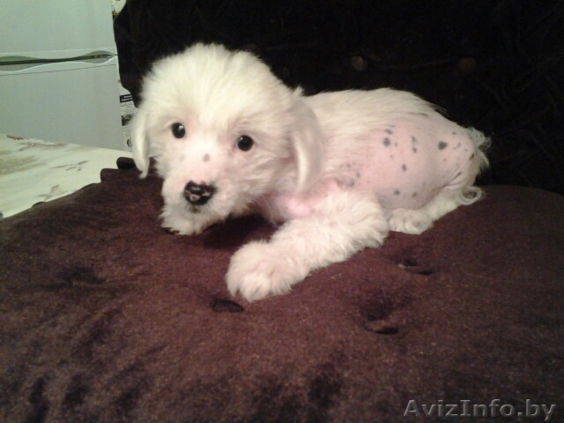 красивые щенки китайской хохлатой - Изображение #2, Объявление #1344136