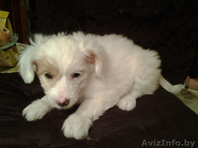 красивые щенки китайской хохлатой - Изображение #1, Объявление #1344136