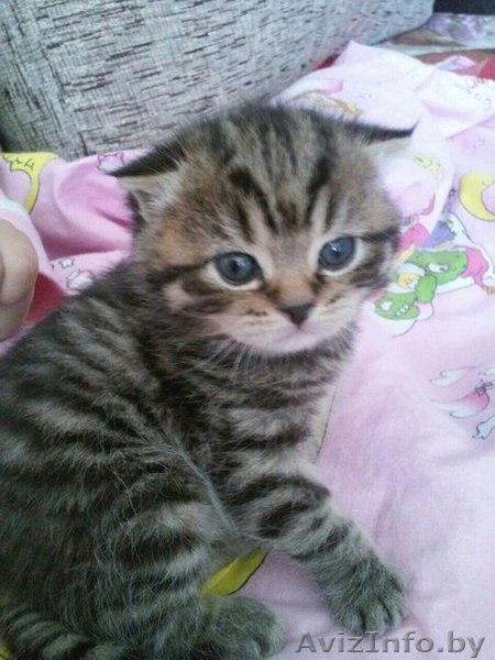 Вязка шотландского вислоухого мраморного окраса - Изображение #4, Объявление #1444458