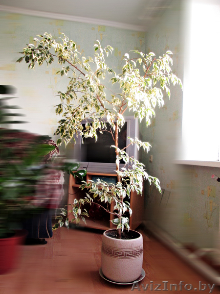 Фикус Бенжамина (вариегада) 1,8м.     - Изображение #3, Объявление #1624293