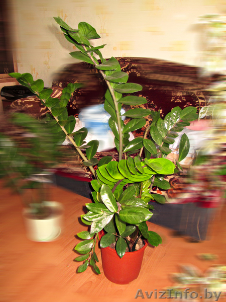 Заумеокулькас (долларовое дерево)  - Изображение #2, Объявление #1624291