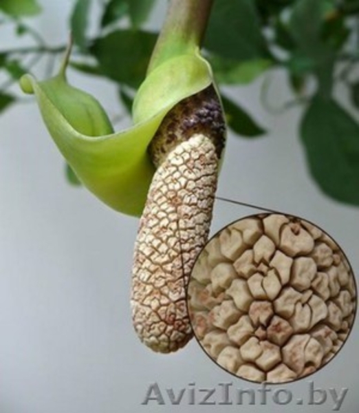 Заумеокулькас (долларовое дерево)  - Изображение #1, Объявление #1624291